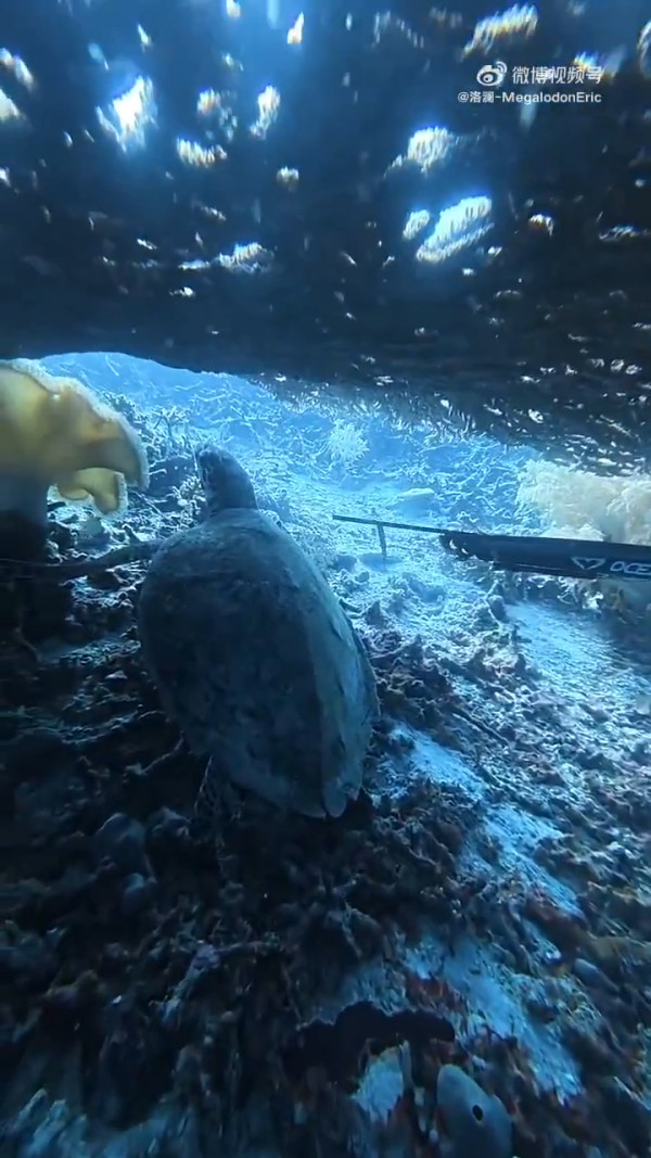 有片！內地潛水教練印尼殺極瀕危海龜煮食 擬潛逃回國時在機場被截獲 