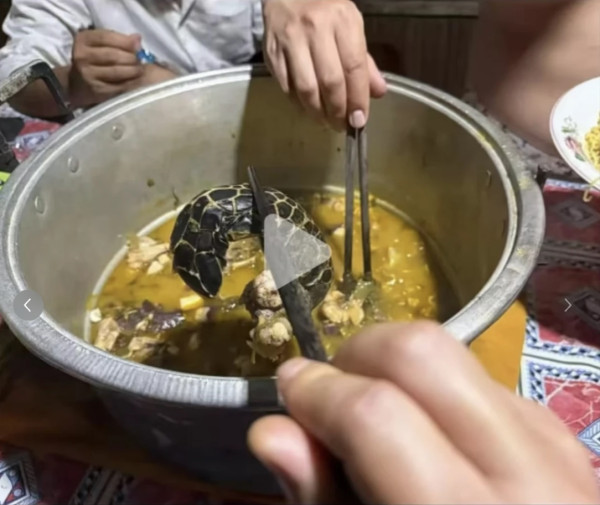 有片！內地潛水教練印尼殺極瀕危海龜煮食 擬潛逃回國時在機場被截獲 
