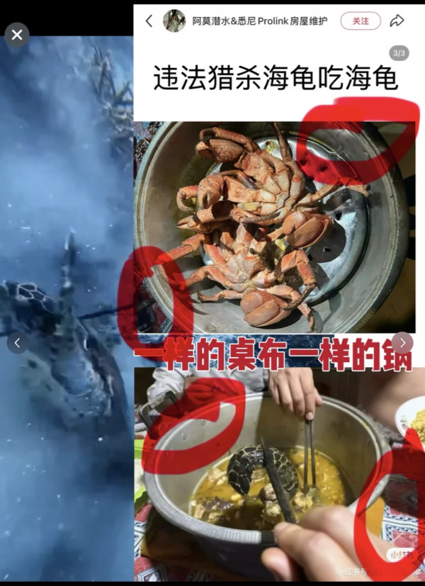 有片！內地潛水教練印尼殺極瀕危海龜煮食 擬潛逃回國時在機場被截獲 