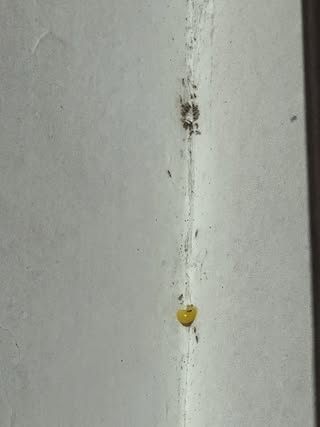 蚁患救星｜港人狂推淘宝¥30灭蚁神药！网友赞爆一滴见效劲过“杀它死” 直击蚂蚁“围观饮毒酒”灭门现场
