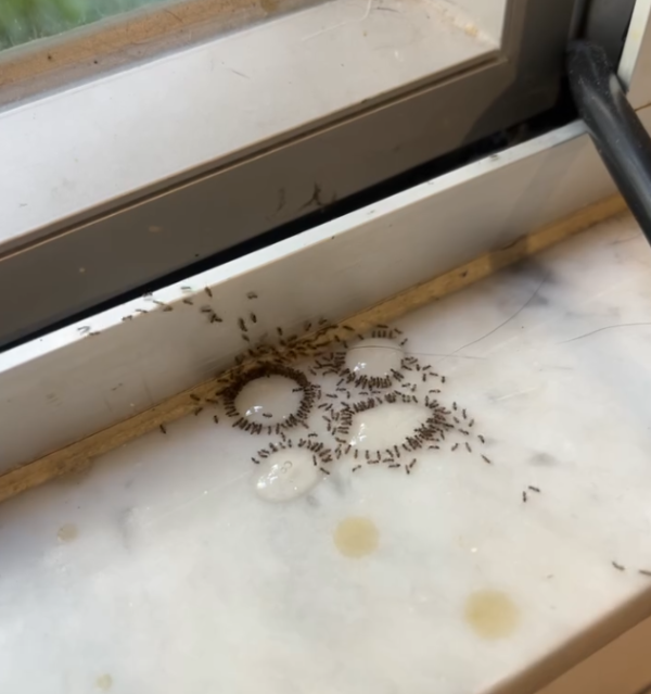 蚁患救星|港人狂推淘宝¥30灭蚁神药!网友赞爆一滴见效劲过“杀它死” 直击蚂蚁“围观饮毒酒”灭门现场