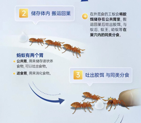 蚁患救星｜港人狂推淘宝¥30灭蚁神药！网友赞爆一滴见效劲过“杀它死” 直击蚂蚁“围观饮毒酒”灭门现场