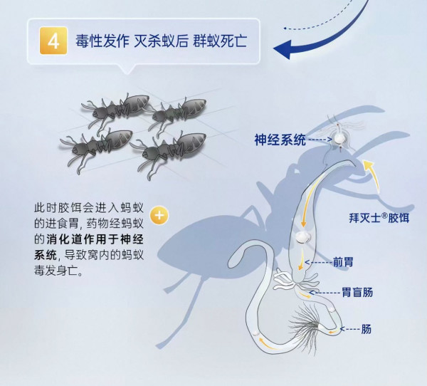 蚁患救星｜港人狂推淘宝¥30灭蚁神药！网友赞爆一滴见效劲过“杀它死” 直击蚂蚁“围观饮毒酒”灭门现场