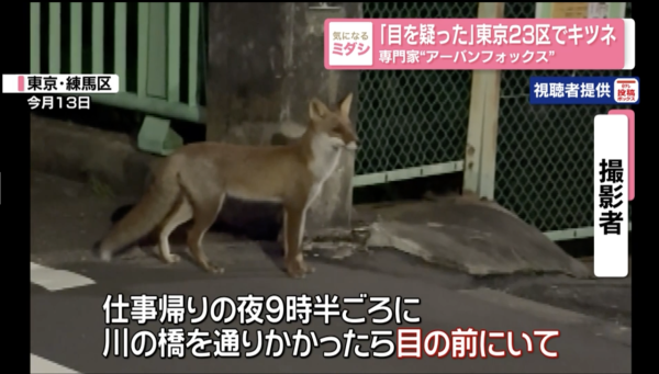 東京街頭驚見野生狐狸！專家揭「都市狐狸」趨勢 提醒旅客保持距離、提防傳染病 