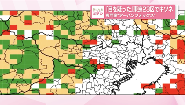 東京街頭驚見野生狐狸！專家揭「都市狐狸」趨勢 提醒旅客保持距離、提防傳染病 