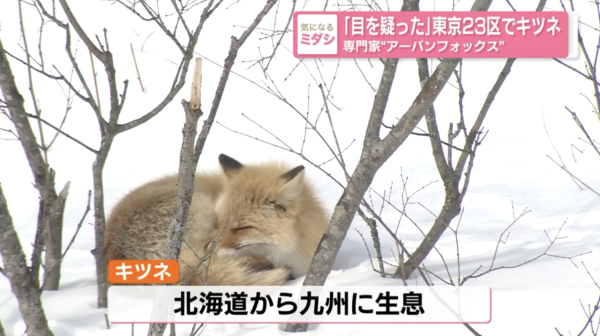 東京街頭驚見野生狐狸！專家揭「都市狐狸」趨勢 提醒旅客保持距離、提防傳染病 