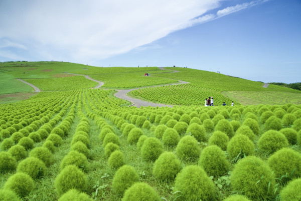 日本茨城秋季限定打卡好去處 國營常陸海濱公園波波草迎20週年綠紅漸變 + 4萬株迎賓花海