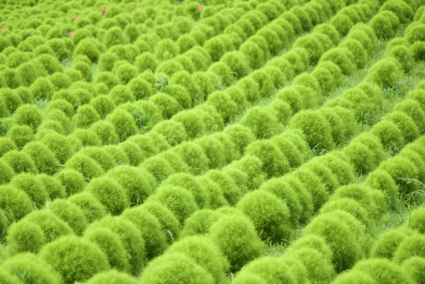 日本茨城秋季限定打卡好去處 國營常陸海濱公園波波草迎20週年綠紅漸變 + 4萬株迎賓花海