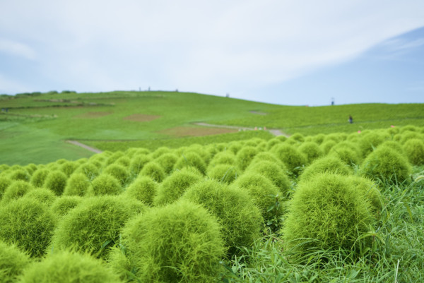 日本茨城秋季限定打卡好去處 國營常陸海濱公園波波草迎20週年綠紅漸變 + 4萬株迎賓花海