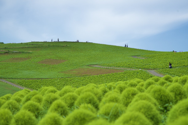日本茨城秋季限定打卡好去處 國營常陸海濱公園波波草迎20週年綠紅漸變 + 4萬株迎賓花海