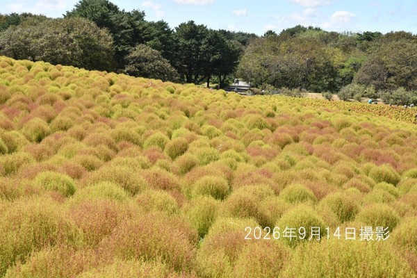 日本茨城秋季限定打卡好去處 國營常陸海濱公園波波草迎20週年綠紅漸變 + 4萬株迎賓花海