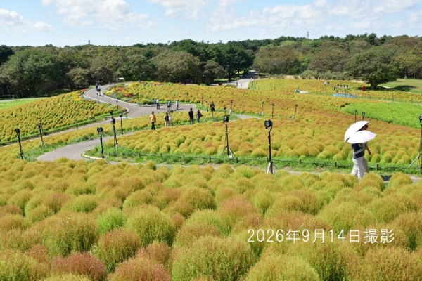 日本茨城秋季限定打卡好去處 國營常陸海濱公園波波草迎20週年綠紅漸變 + 4萬株迎賓花海