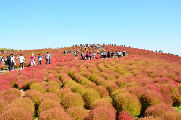 日本茨城秋季限定打卡好去處 國營常陸海濱公園波波草迎20週年綠紅漸變 + 4萬株迎賓花海