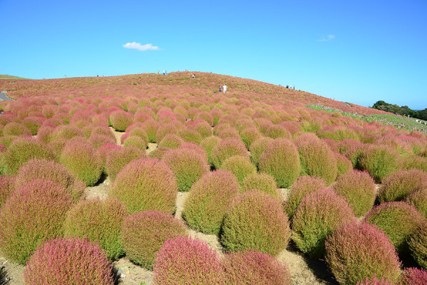 日本茨城秋季限定打卡好去處 國營常陸海濱公園波波草迎20週年綠紅漸變 + 4萬株迎賓花海