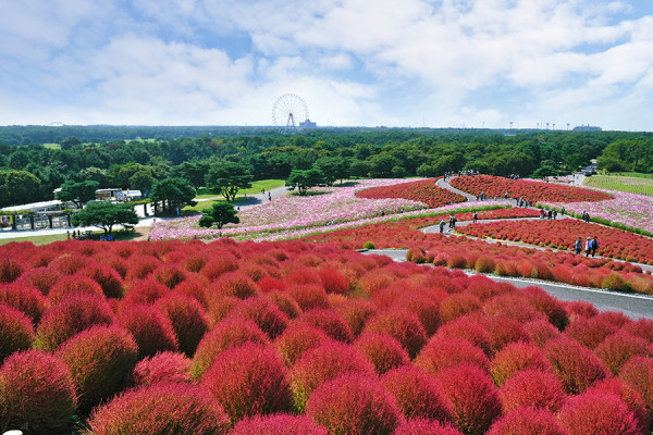 日本茨城秋季限定打卡好去處 國營常陸海濱公園波波草迎20週年綠紅漸變 + 4萬株迎賓花海