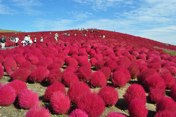 日本茨城秋季限定打卡好去處 國營常陸海濱公園波波草迎20週年綠紅漸變 + 4萬株迎賓花海