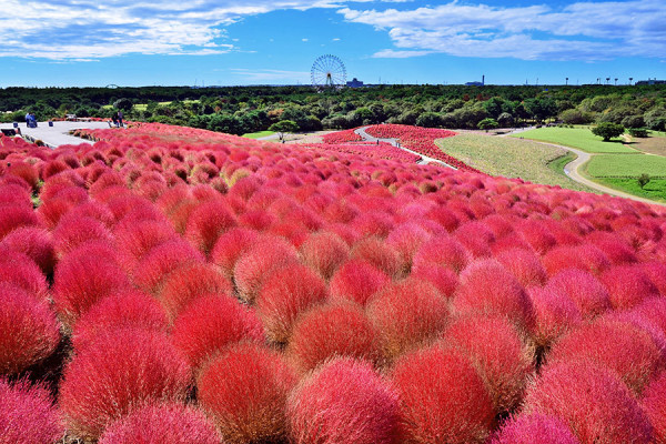 日本茨城秋季限定打卡好去處 國營常陸海濱公園波波草迎20週年綠紅漸變 + 4萬株迎賓花海