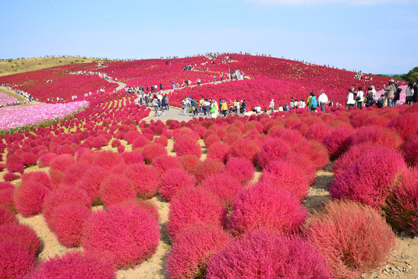 日本茨城秋季限定打卡好去處 國營常陸海濱公園波波草迎20週年綠紅漸變 + 4萬株迎賓花海