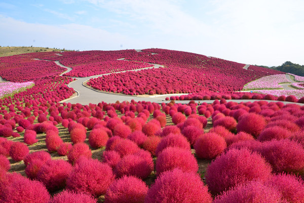日本茨城秋季限定打卡好去處 國營常陸海濱公園波波草迎20週年綠紅漸變 + 4萬株迎賓花海
