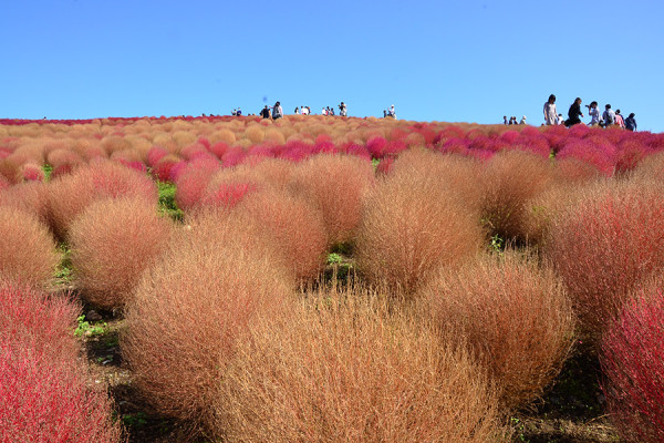 日本茨城秋季限定打卡好去處 國營常陸海濱公園波波草迎20週年綠紅漸變 + 4萬株迎賓花海