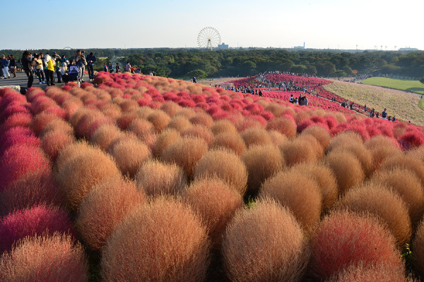 日本茨城秋季限定打卡好去處 國營常陸海濱公園波波草迎20週年綠紅漸變 + 4萬株迎賓花海