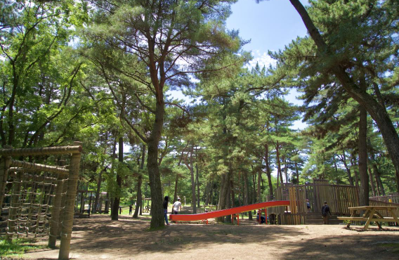 日本茨城秋季限定打卡好去處 國營常陸海濱公園波波草迎20週年綠紅漸變 + 4萬株迎賓花海