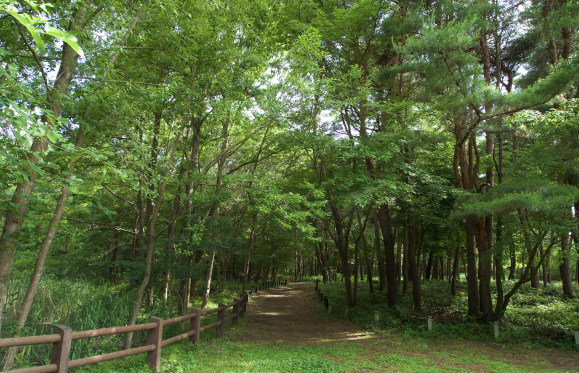 日本茨城秋季限定打卡好去處 國營常陸海濱公園波波草迎20週年綠紅漸變 + 4萬株迎賓花海