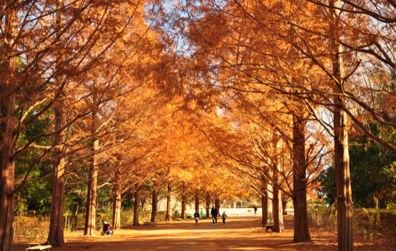 日本茨城秋季限定打卡好去處 國營常陸海濱公園波波草迎20週年綠紅漸變 + 4萬株迎賓花海