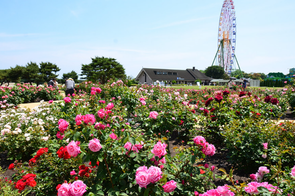 日本茨城秋季限定打卡好去處 國營常陸海濱公園波波草迎20週年綠紅漸變 + 4萬株迎賓花海