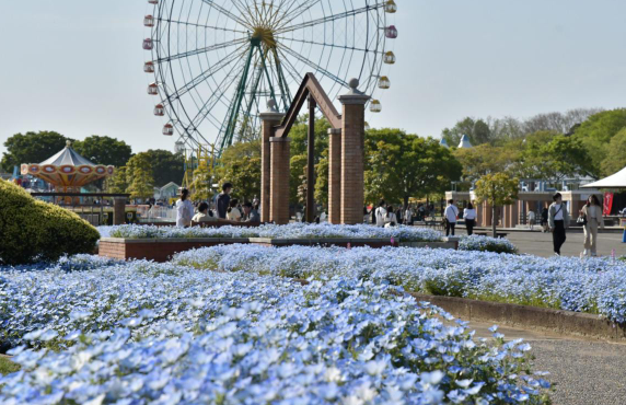 日本茨城秋季限定打卡好去處 國營常陸海濱公園波波草迎20週年綠紅漸變 + 4萬株迎賓花海