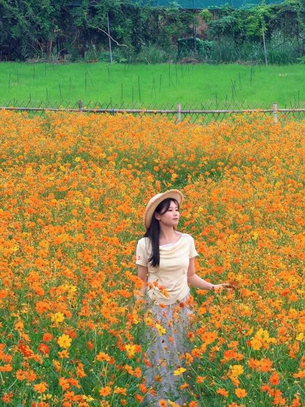 圖片來源:小紅書@Sweet 深圳寶安秋日限定金黃花海!人少景美賞花打卡秘境免費入場!附地址交通