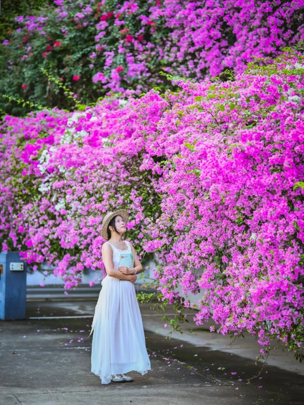 深圳仙湖七層簕杜鵑瀑布花海免費入場!賞花打卡位3大推介 附地址交通