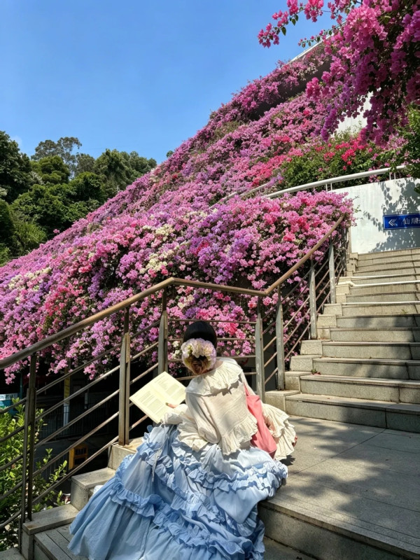 圖片來源:小紅書@嘉嘉 深圳仙湖七層簕杜鵑瀑布花海免費入場!賞花打卡位3大推介 附地址交通