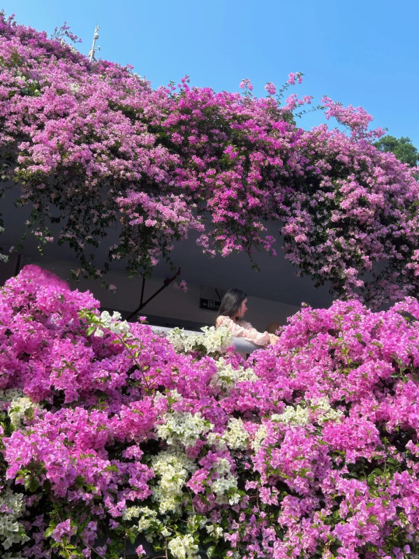 深圳仙湖七層簕杜鵑瀑布花海免費入場!賞花打卡位3大推介 附地址交通