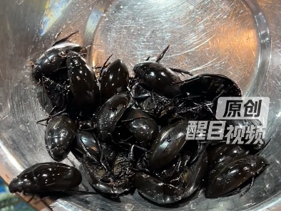 黑暗料理｜內地驚現「水曱甴蛋撻」補腎氣 網民崩潰：借錢都要告你！中醫警告4類人忌食