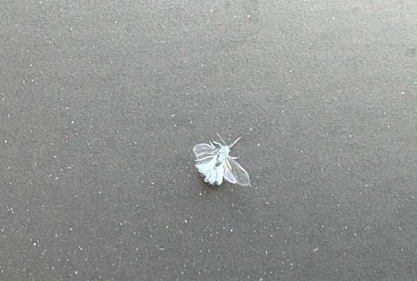 圖片來源:weathernews.jp 圖片來源:weathernews.jp