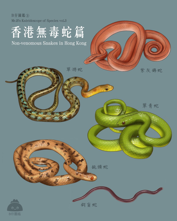 荃湾闹市惊现黑白间条蛇 网友忧属致命毒蛇“银脚带”：上星期就在我屋邨门口出现过