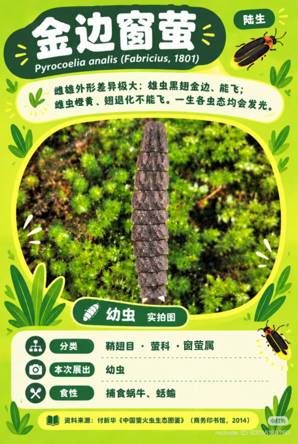 深圳「月下螢河」螢火蟲主題展限定登場 100%中獎扭蛋!附交通及入場攻略