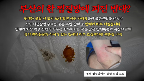 釜山汗蒸幕驚現床蚤大軍！牆縫藏床蝨巢穴 衛生狀況堪憂 當地政府勒令全面消毒 
