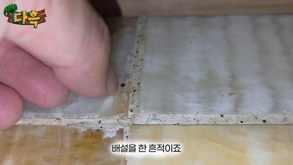 釜山汗蒸幕驚現床蚤大軍！牆縫藏床蝨巢穴 衛生狀況堪憂 當地政府勒令全面消毒 