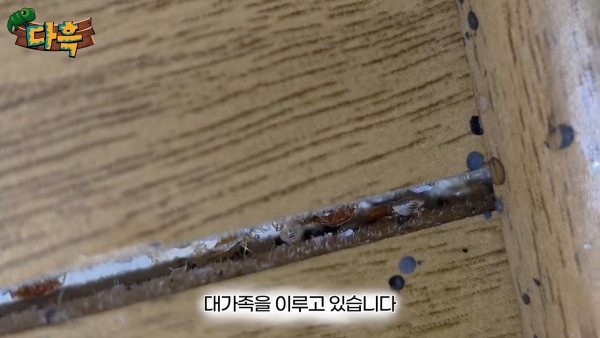 釜山汗蒸幕驚現床蚤大軍！牆縫藏床蝨巢穴 衛生狀況堪憂 當地政府勒令全面消毒 