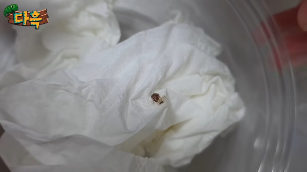 釜山汗蒸幕驚現床蚤大軍！牆縫藏床蝨巢穴 衛生狀況堪憂 當地政府勒令全面消毒 
