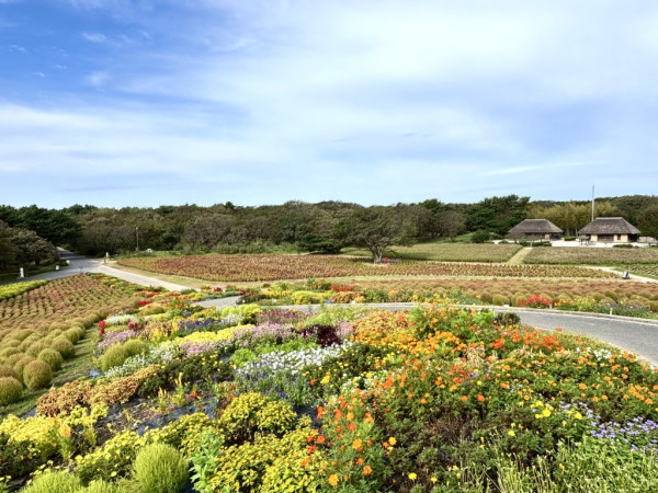 日本茨城秋季限定打卡好去處 國營常陸海濱公園波波草迎20週年綠紅漸變 + 4萬株迎賓花海