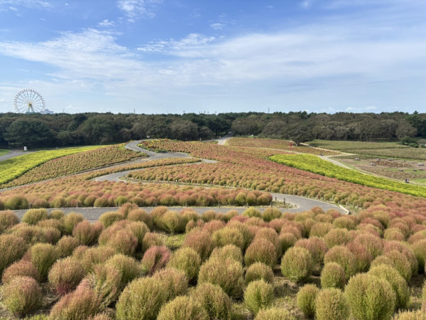 日本茨城秋季限定打卡好去處 國營常陸海濱公園波波草迎20週年綠紅漸變 + 4萬株迎賓花海