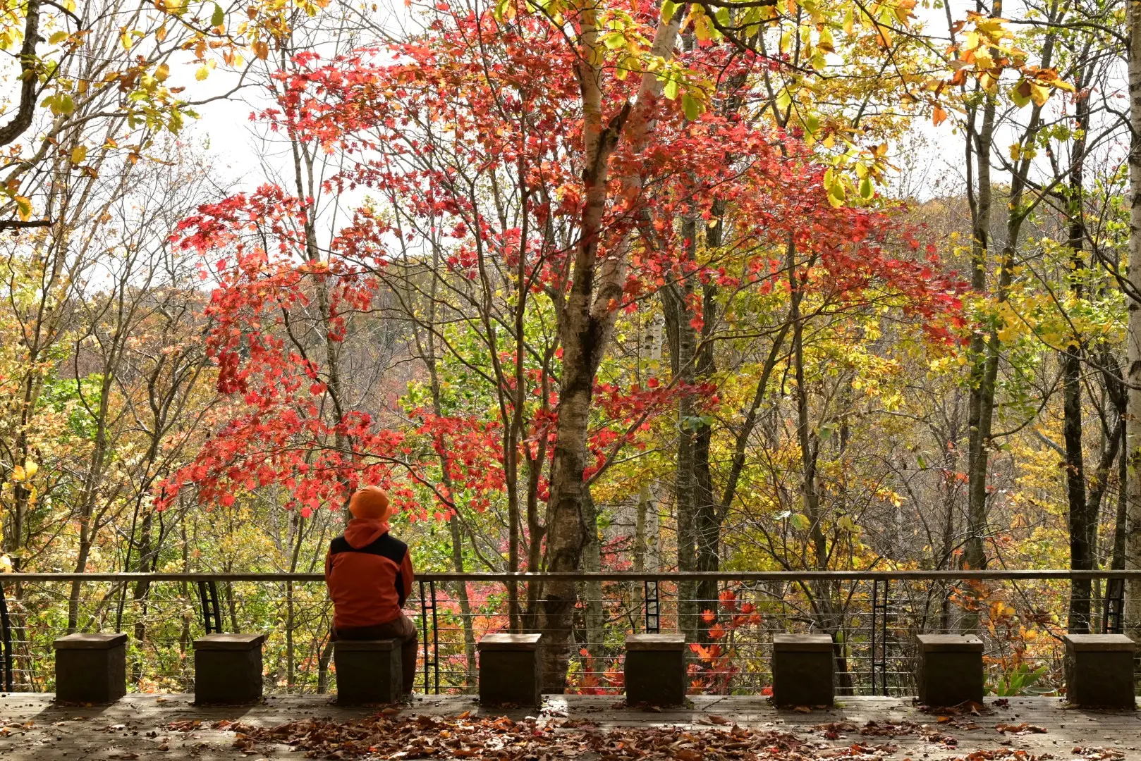 北海道賞楓必睇 | 札幌出發秋季近郊紅葉黃金路線! 6大打卡景點玩盡豐平峽水壩+二見吊橋+Outlet購物
