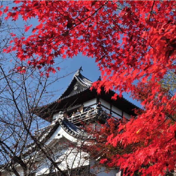 名古屋賞楓好去處|市區郊區紅葉賞楓景點8大必去推介 名古屋城、白鳥庭園、香嵐溪附一日遊行程