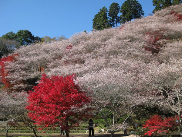 名古屋賞楓好去處|市區郊區紅葉賞楓景點8大必去推介 名古屋城、白鳥庭園、香嵐溪附一日遊行程