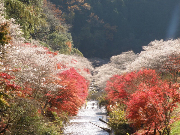 名古屋賞楓好去處|市區郊區紅葉賞楓景點8大必去推介 名古屋城、白鳥庭園、香嵐溪附一日遊行程