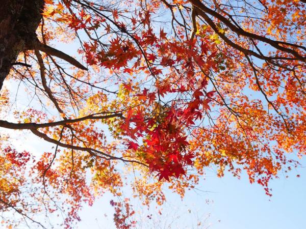 名古屋賞楓好去處|市區郊區紅葉賞楓景點8大必去推介 名古屋城、白鳥庭園、香嵐溪附一日遊行程