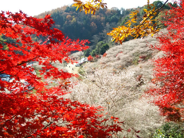 名古屋賞楓好去處|市區郊區紅葉賞楓景點8大必去推介 名古屋城、白鳥庭園、香嵐溪附一日遊行程